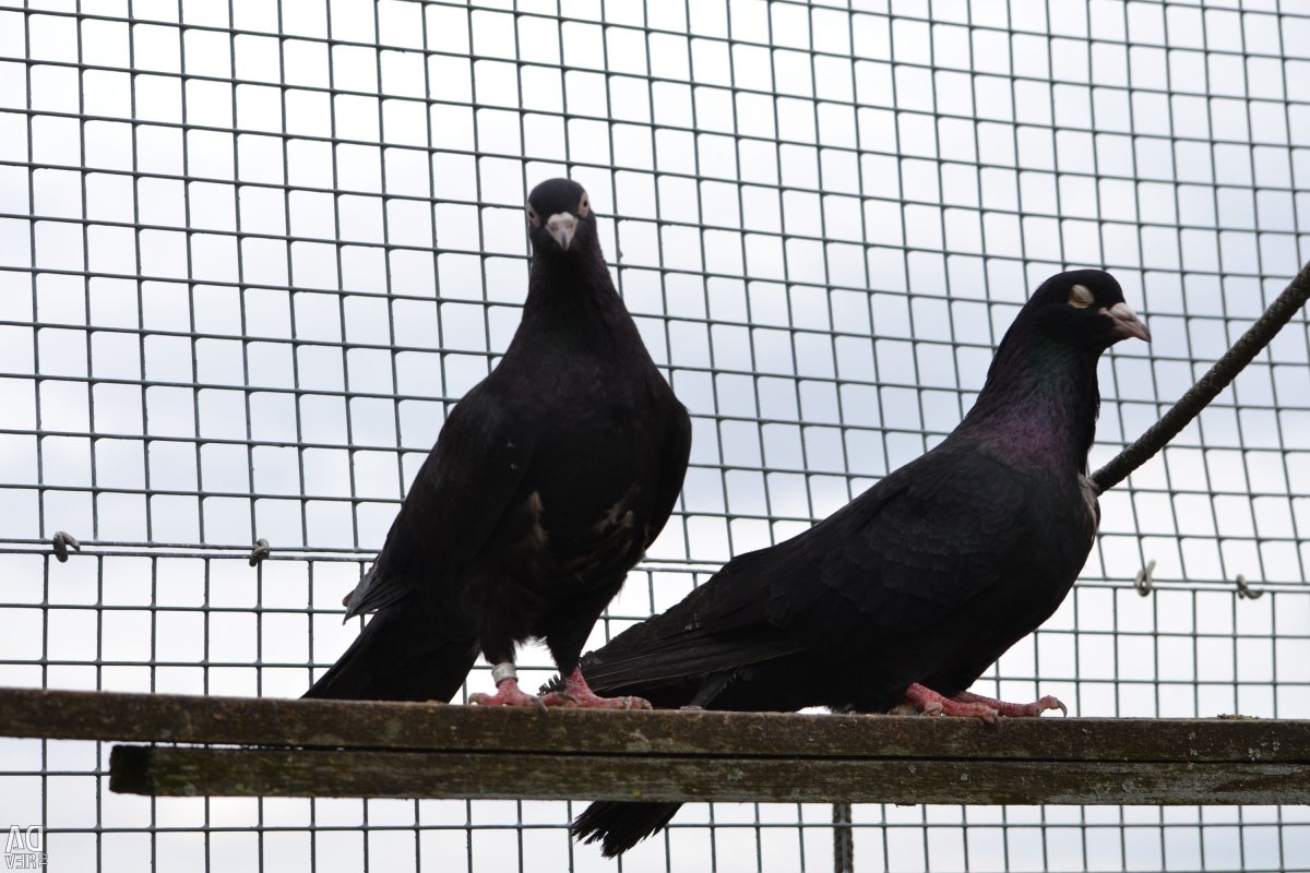 Иранские бойные голуби