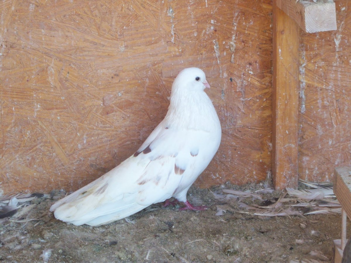 Иранские голуби Тебризские