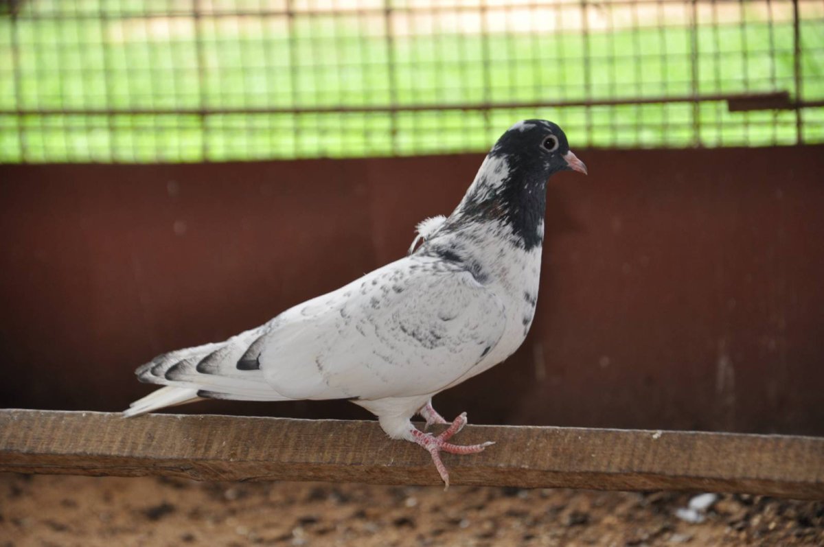 Бакинские цветнохвостые бойные голуби