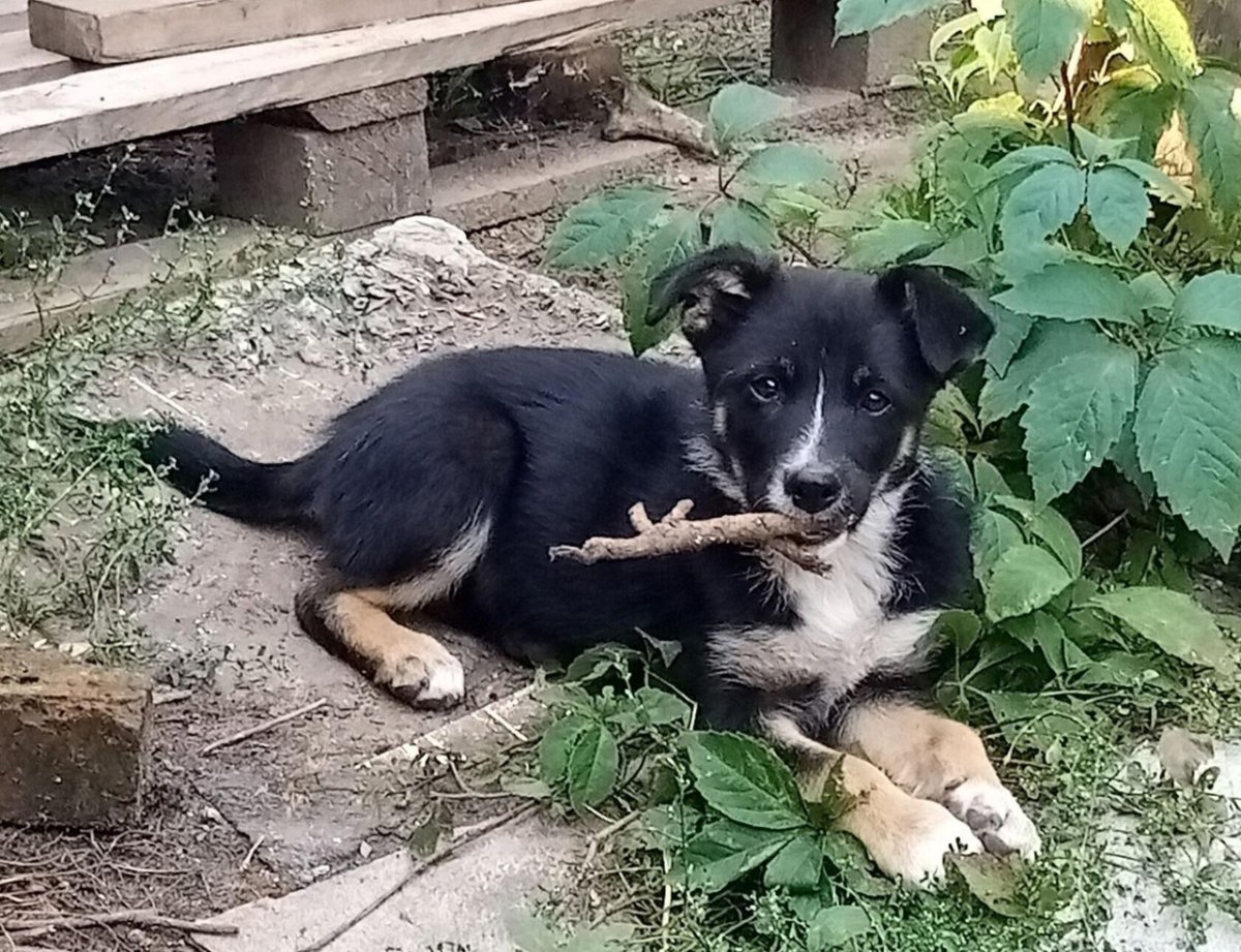 Порода шепски