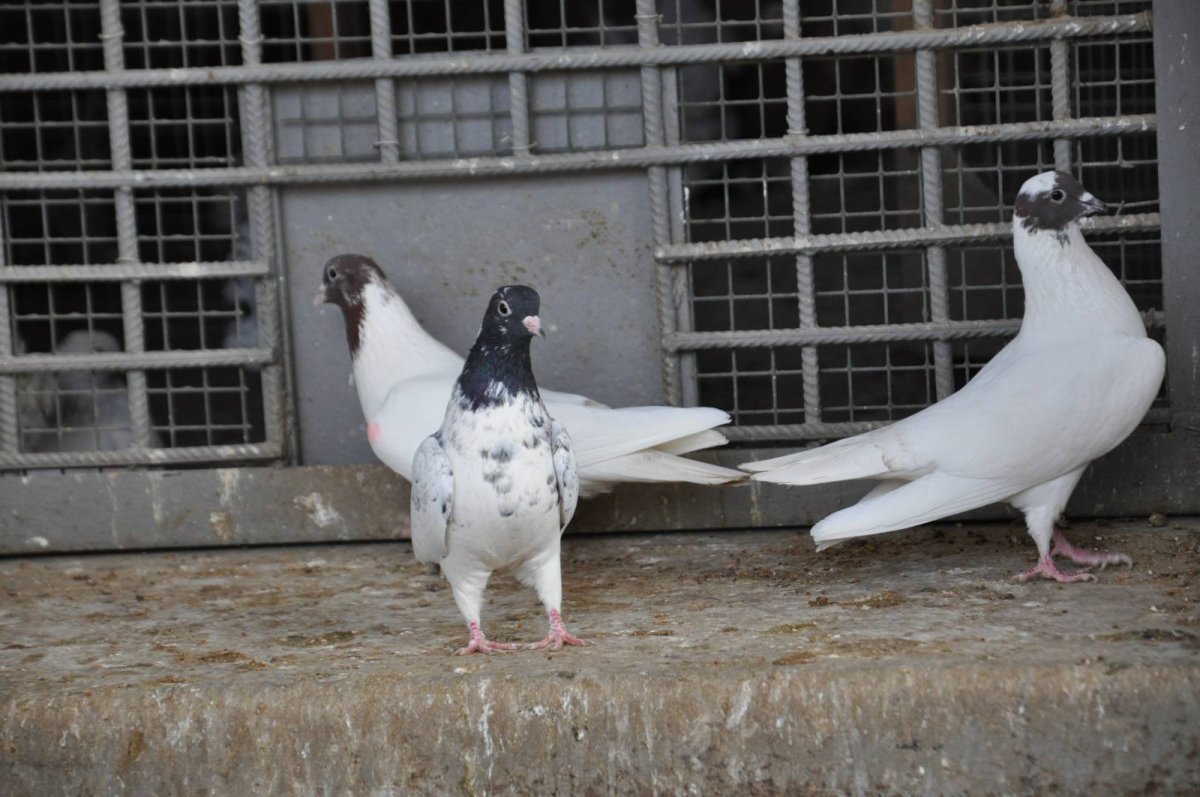 Узбекские голуби Бесчубые