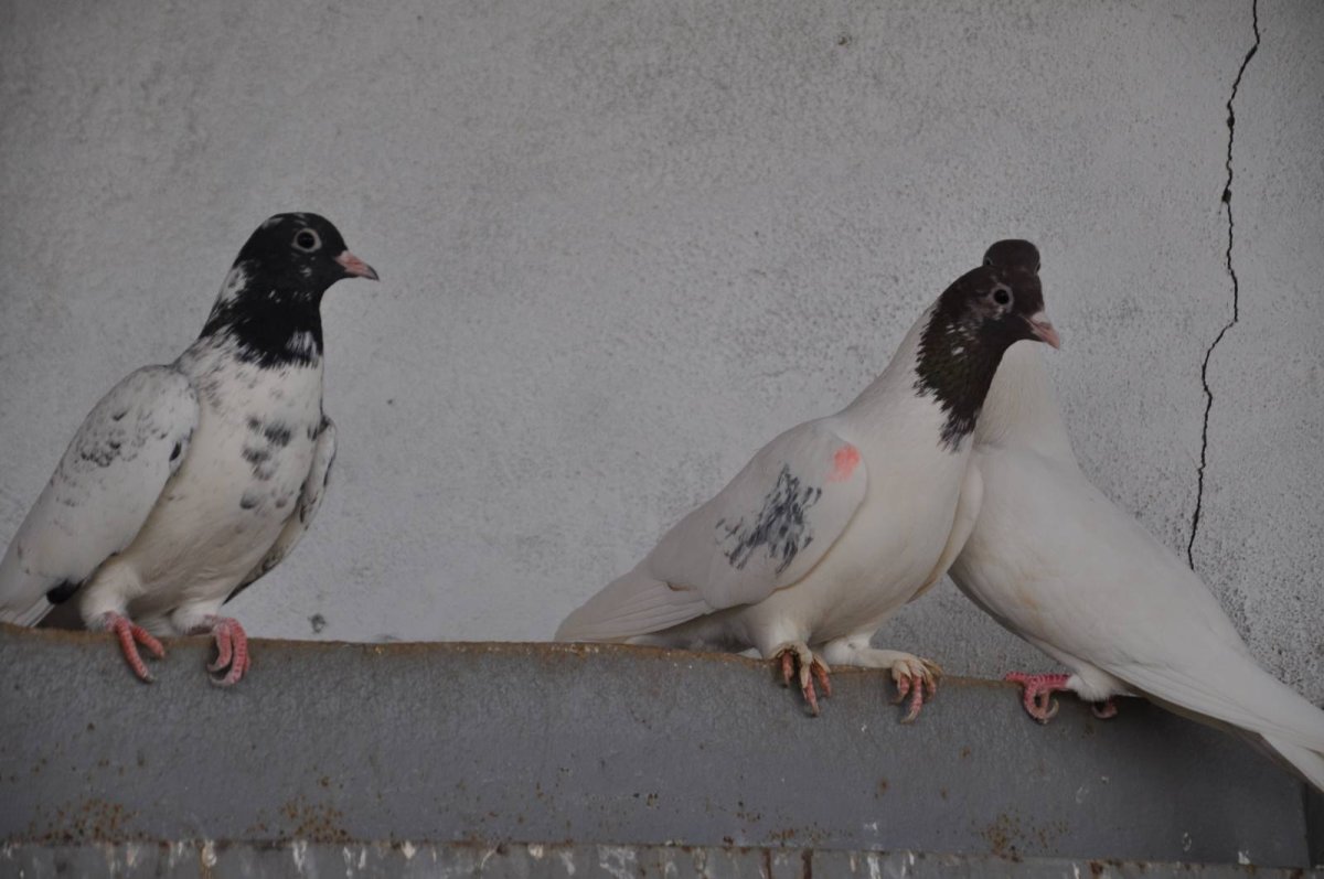 Голуби Бакинские головатые