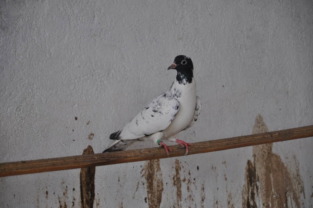 Иранские головатые бойные голуби