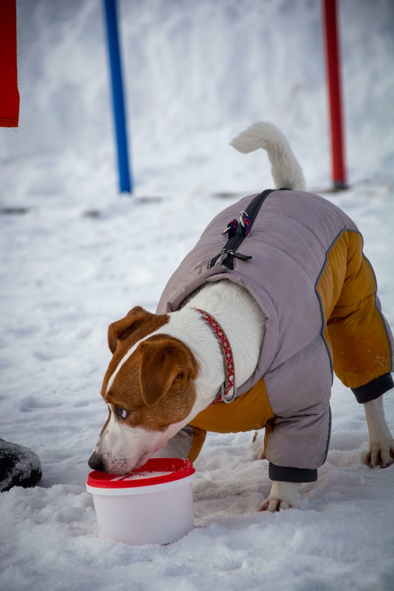 Попоны для собак немецкий боксер