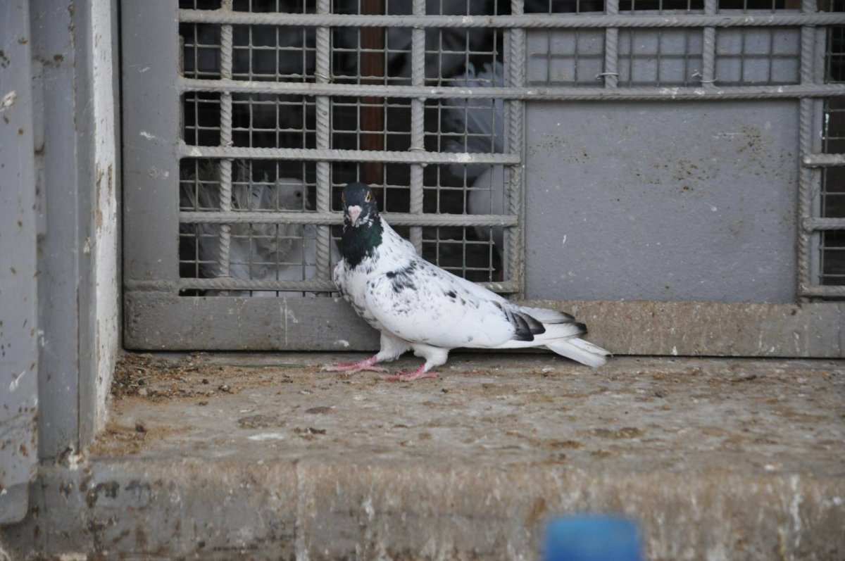 Крестовые голуби