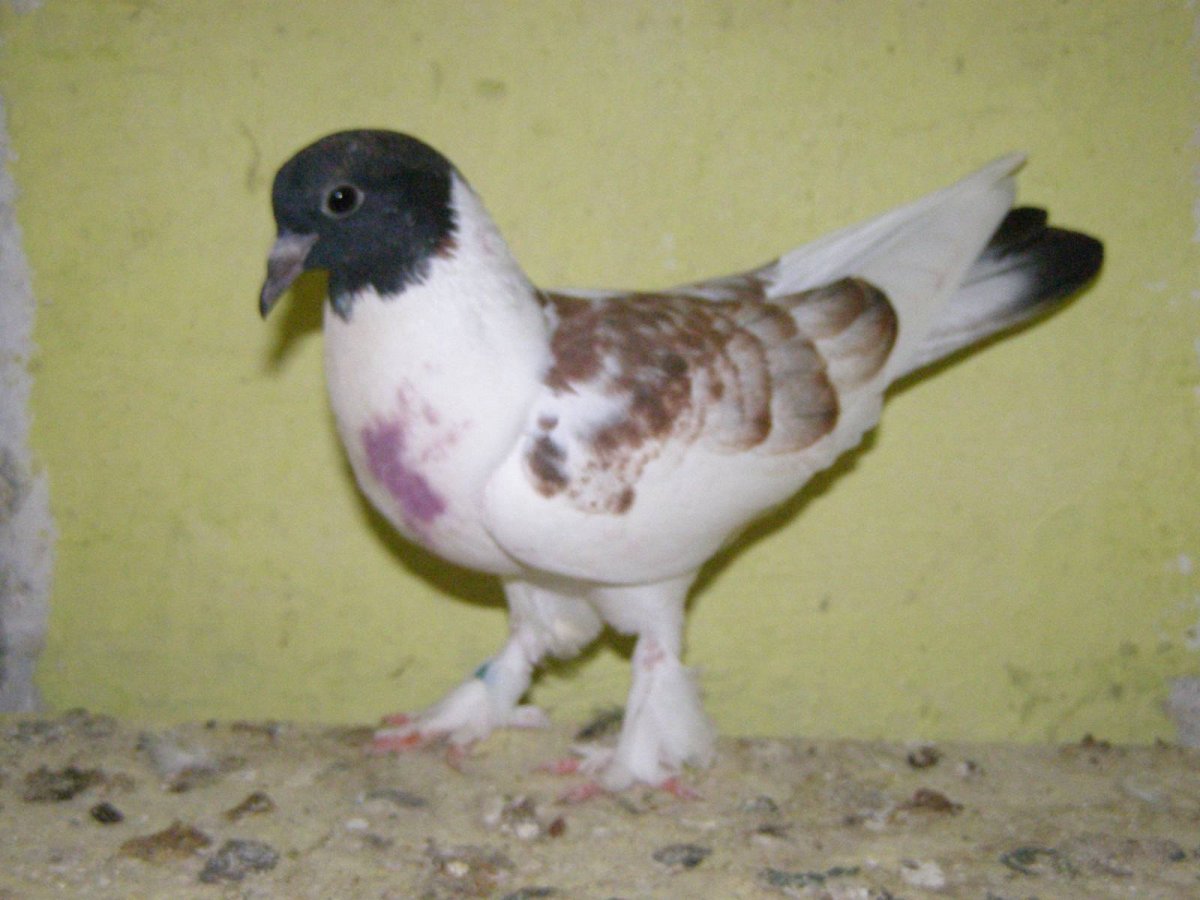 Иранские щекатые бойные голуби