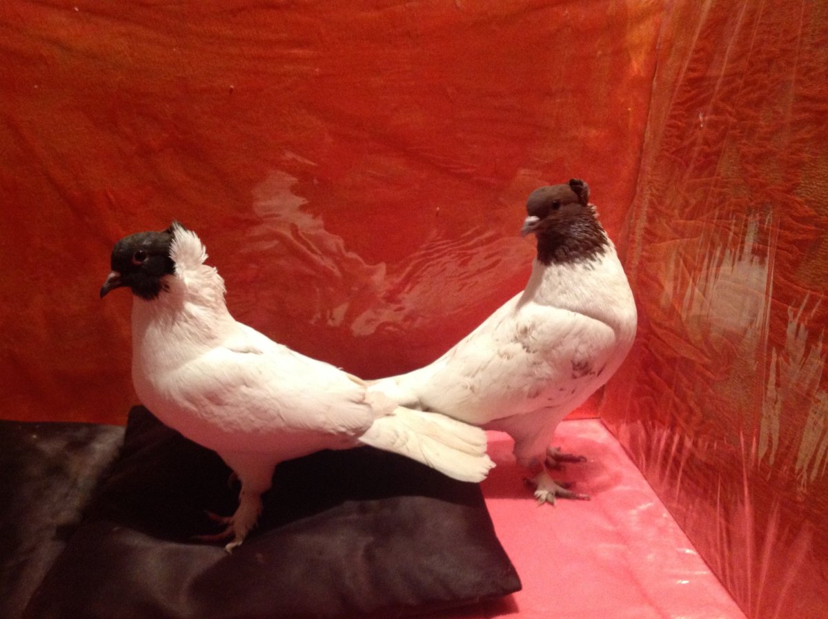 Голуби бойные иранские головатые щекатые фото