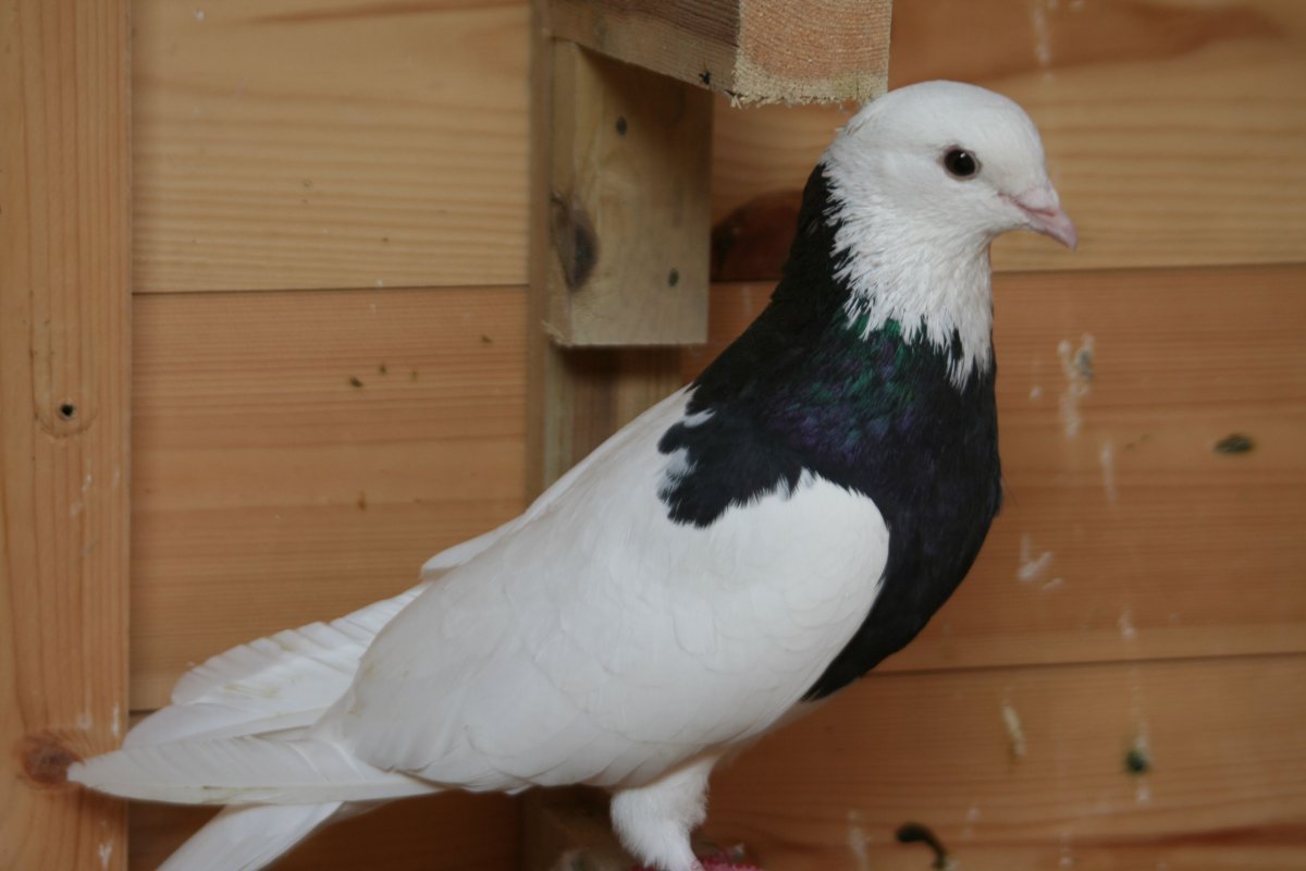 Тебризские голуби Ирана