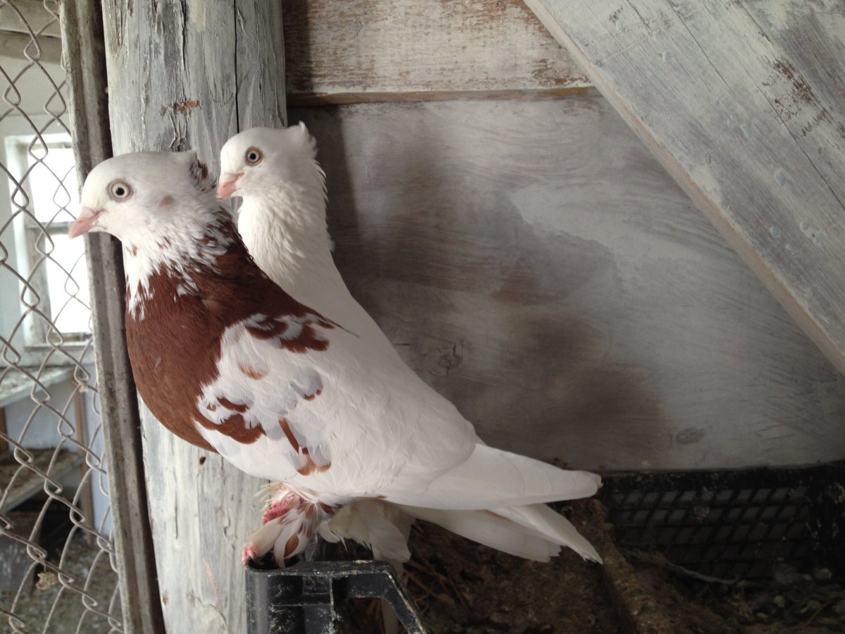 Бакинские бойные голуби гривуны