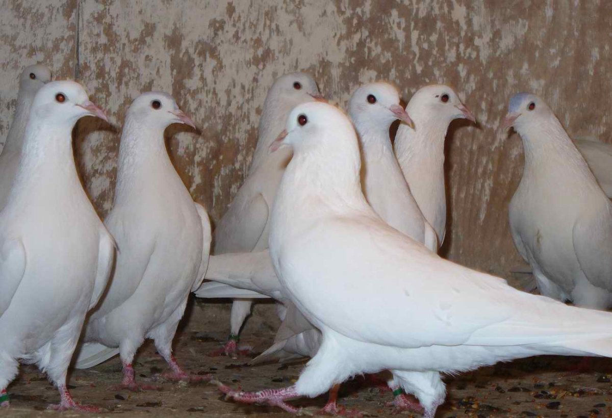 Бойные голуби Ирана