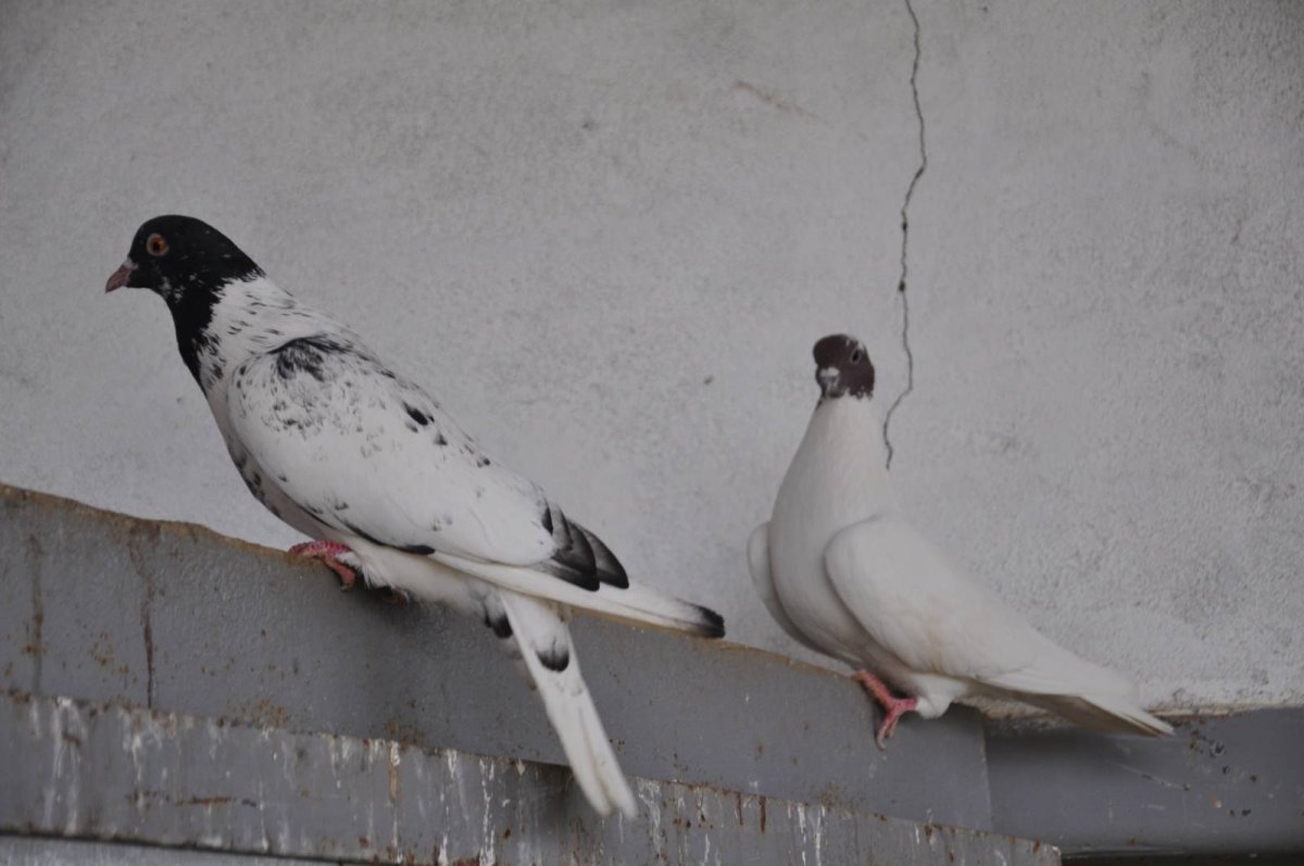 Купцовские высоколетные голуби стандарт