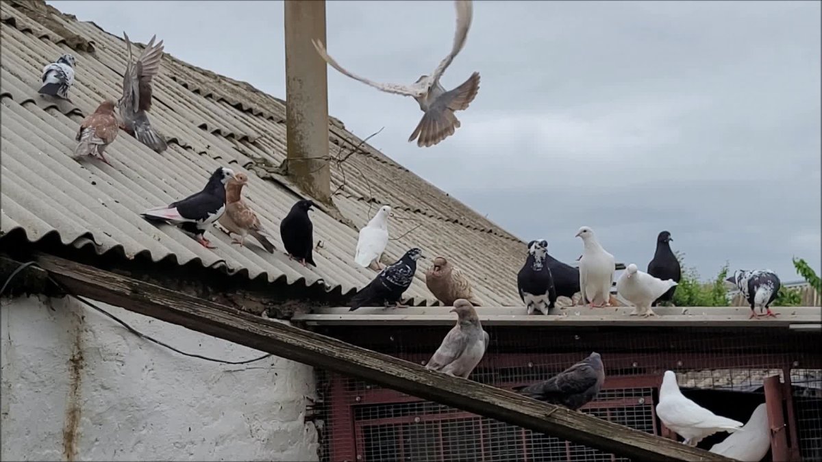 Сельские голуби