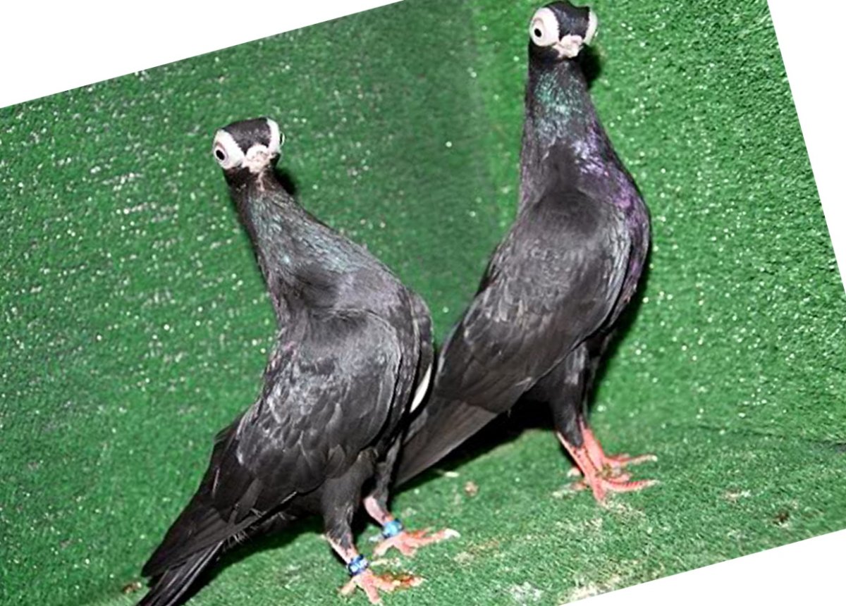 Голуби, голубь, Пальма лошадь коньки лебедь осьминог