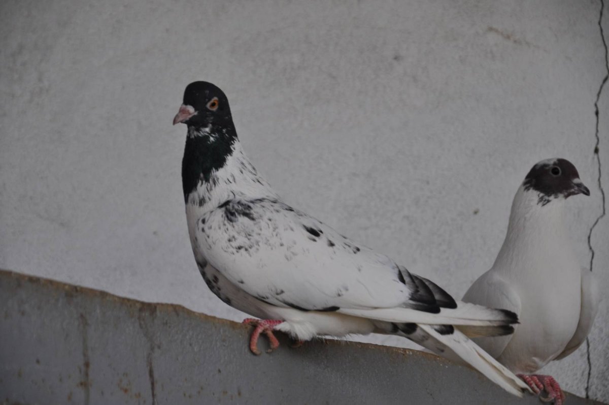 Иранские белые бойные голуби