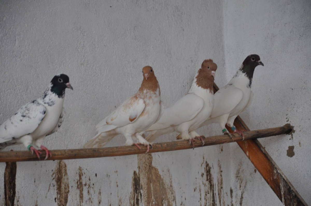 Иранские головатые бойные голуби