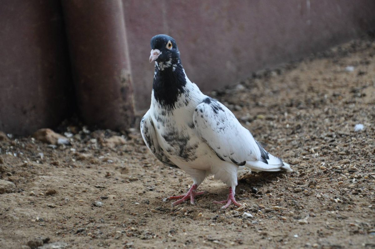 Иранские головатые бойные голуби