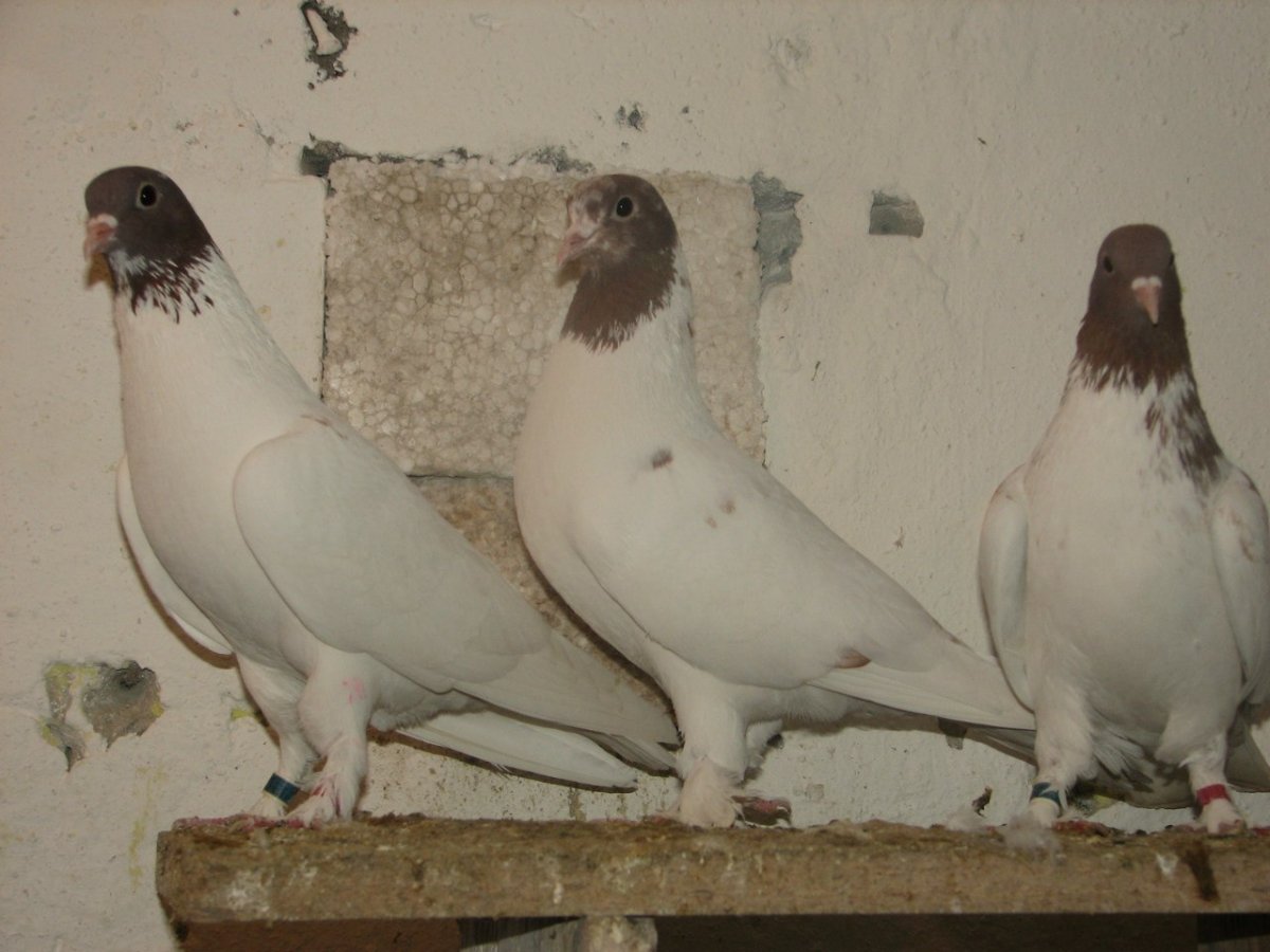 Голуби бойные высоколетные