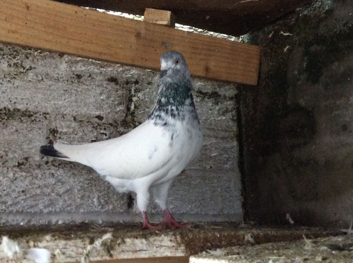 Иранские щекатые бойные голуби