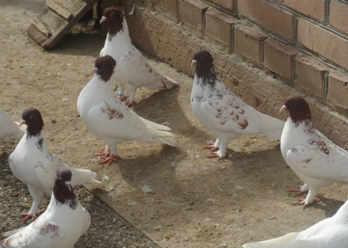 Пар Парли иранские голуби купить