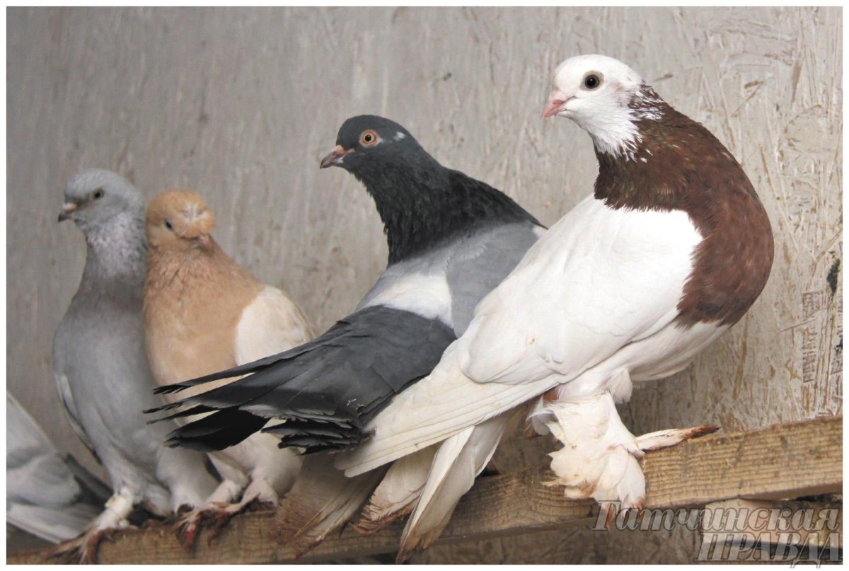 Молодые голуби