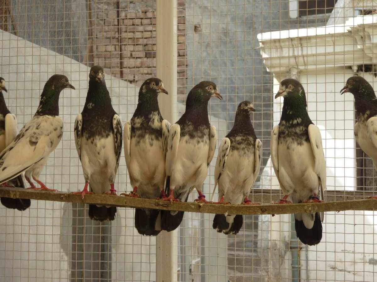 Иранские голуби