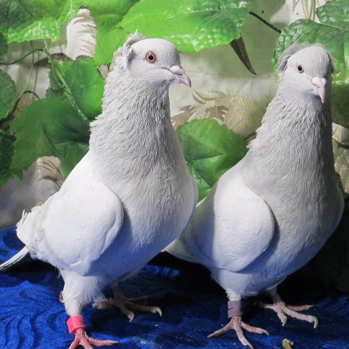 Бакинские бойные голуби Чили