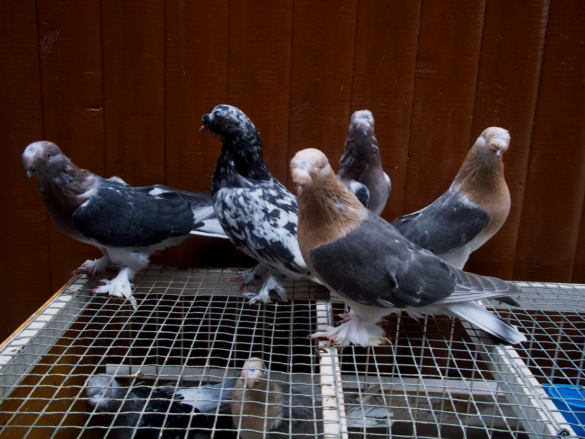 Голуби турецкая Такла