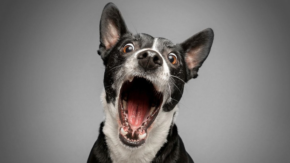 Собака запах изо рта на белом фоне