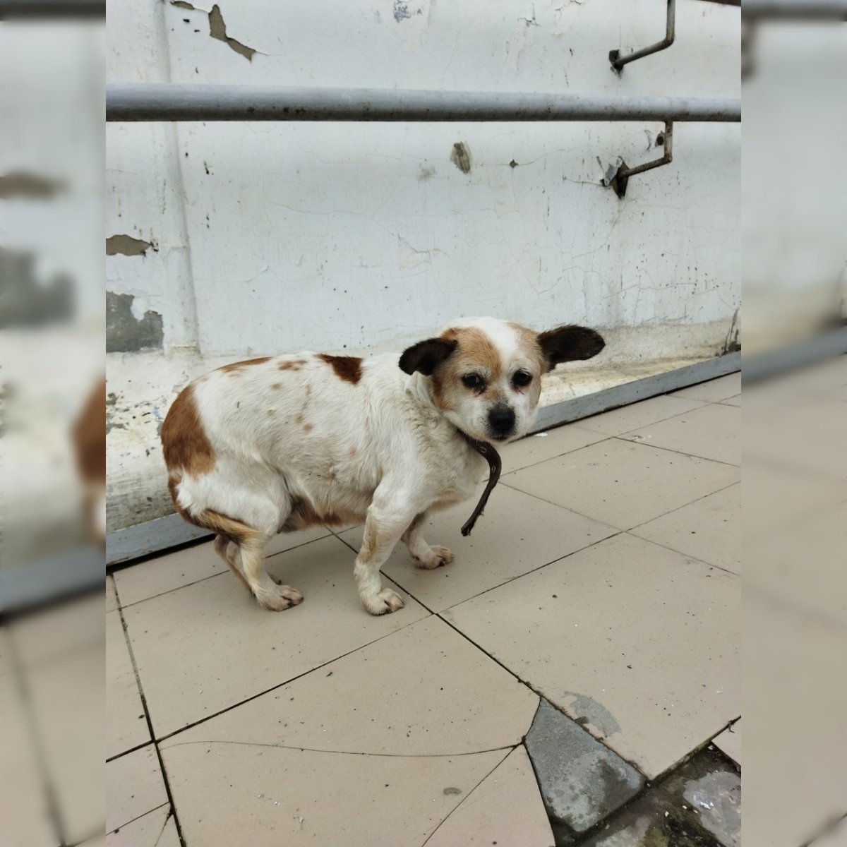 Собака писает