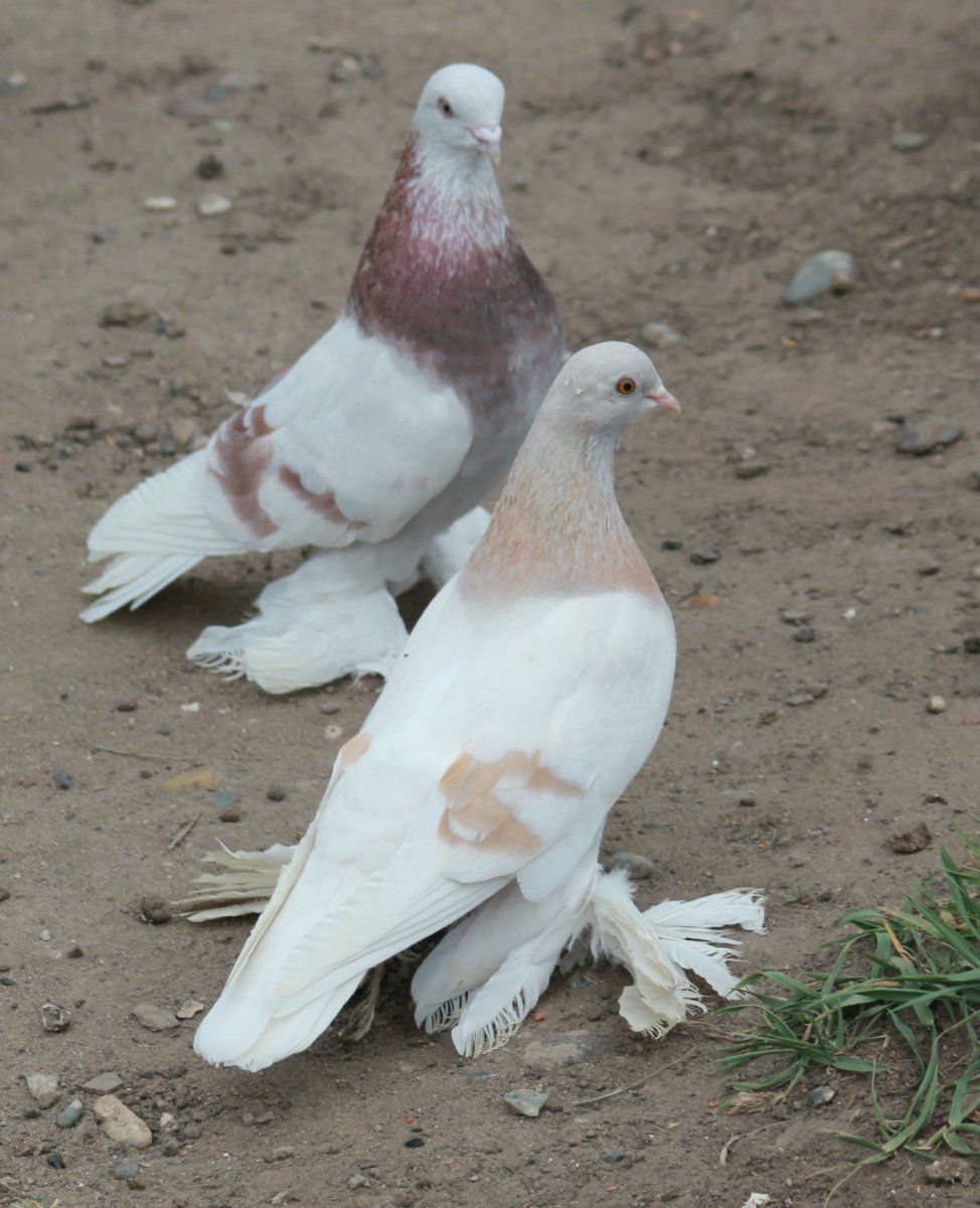 Бакинские сизые бойные голуби