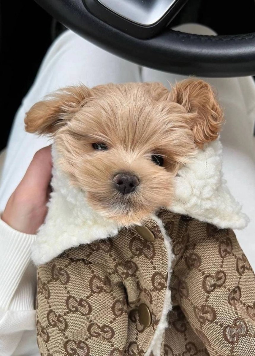 Тедди пудель мальтипу