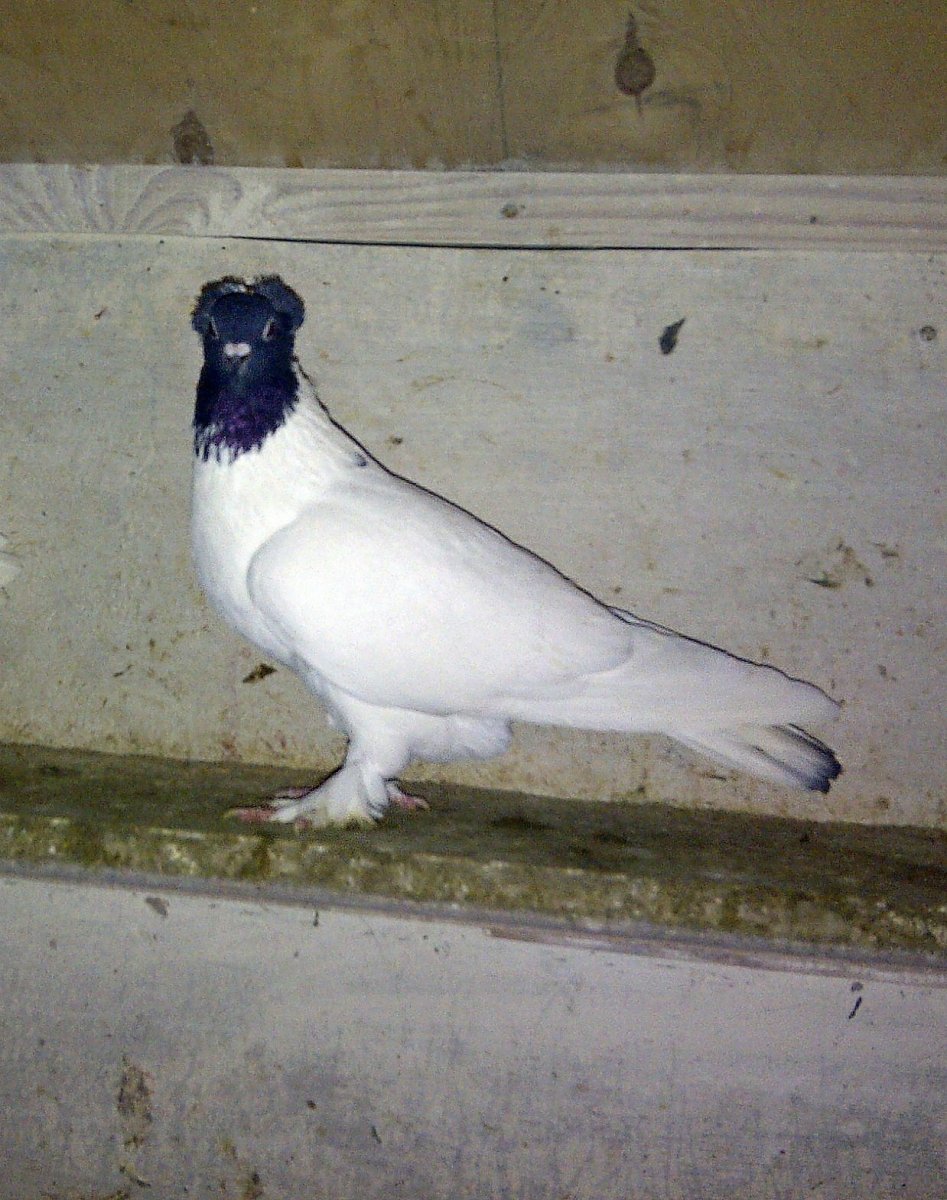 Голуби полудикие полудомашние