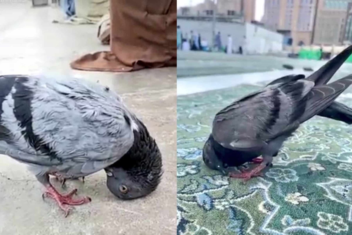 Голуби в Мекке