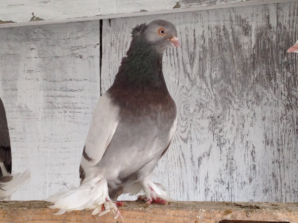 Бухарские голуби бойные голуби