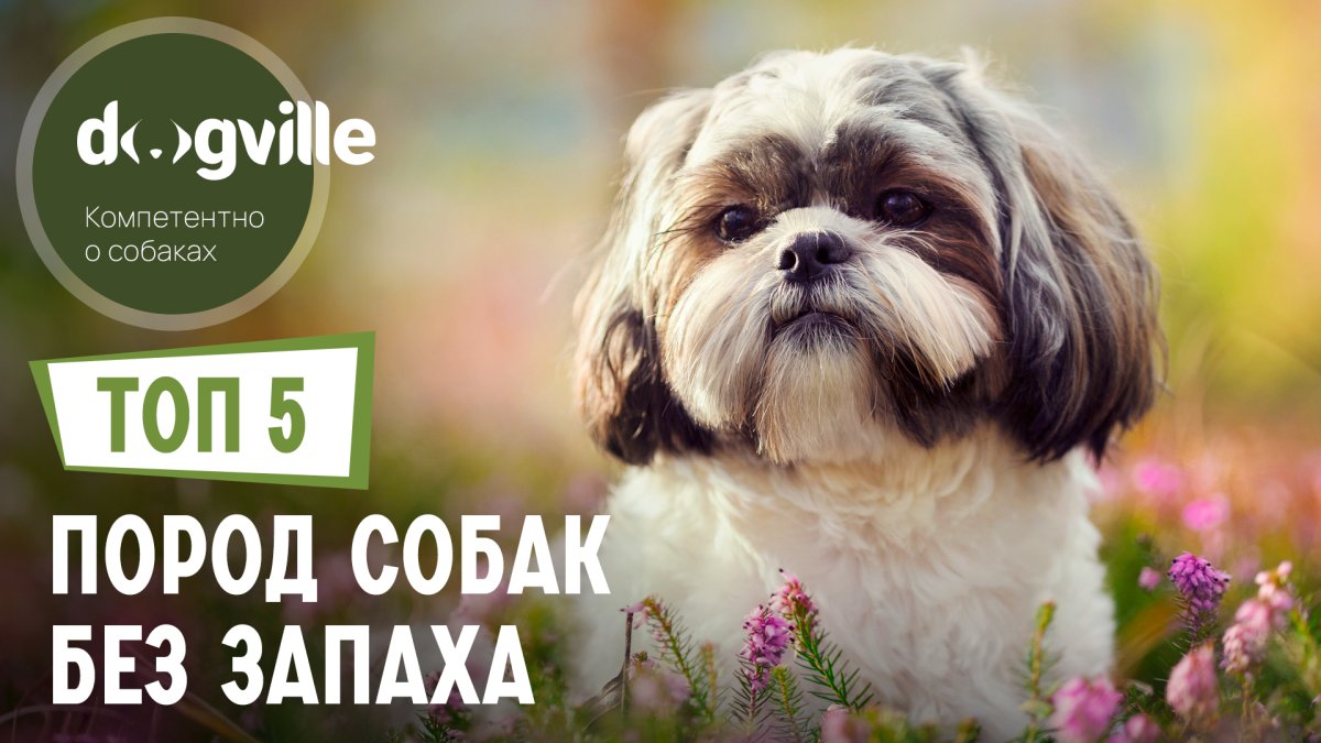 Топ пять добрых пород собак для квартиры которые редко выгуливают