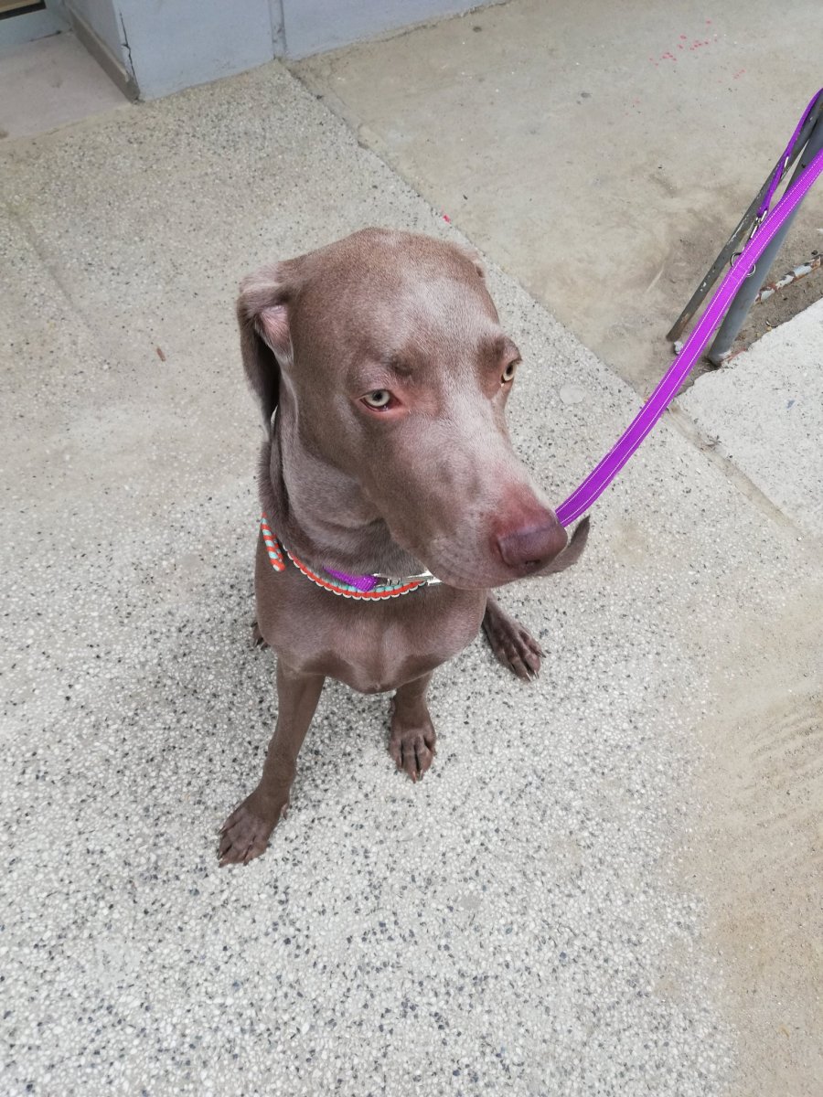 Карликовая Левретка