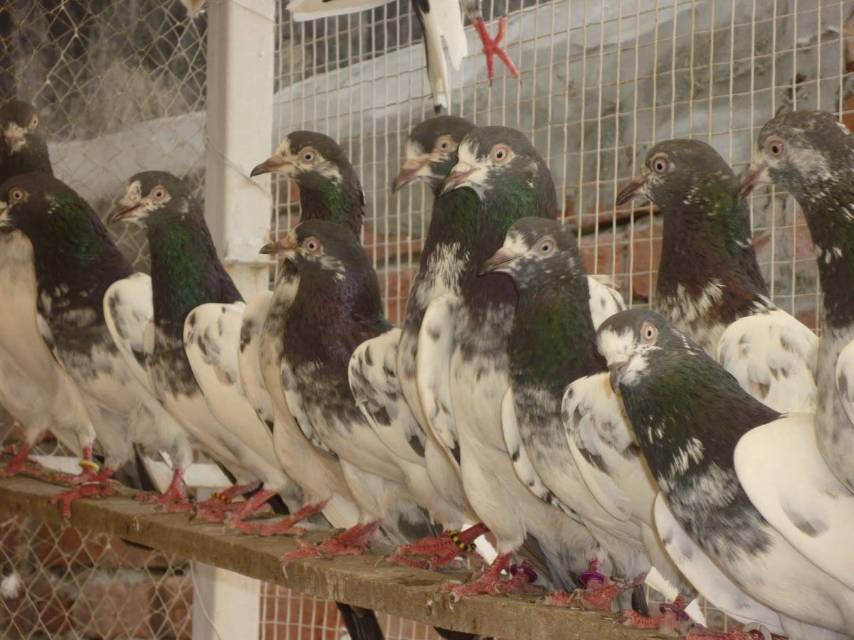 Голуби пакистанцы бойные