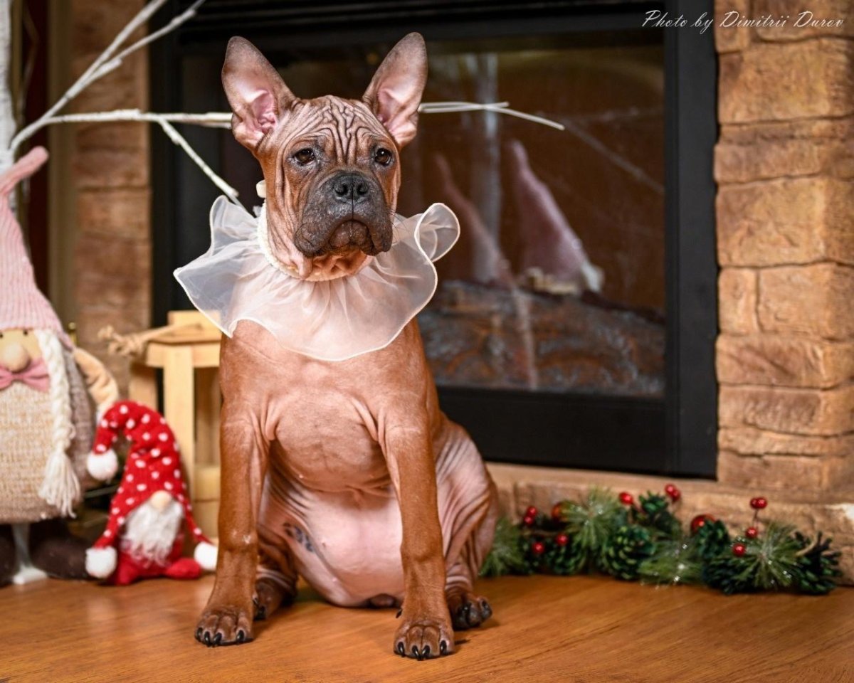 Собака компаньон