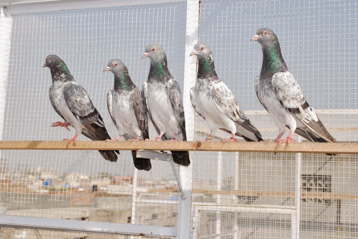 Голуби пакистанцы бойные