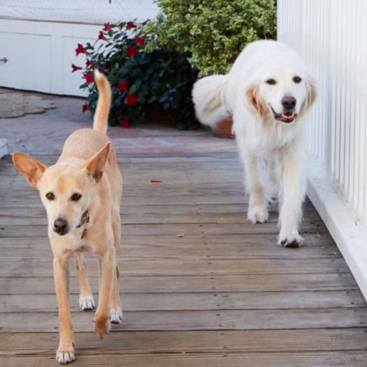 Собака за 1000000