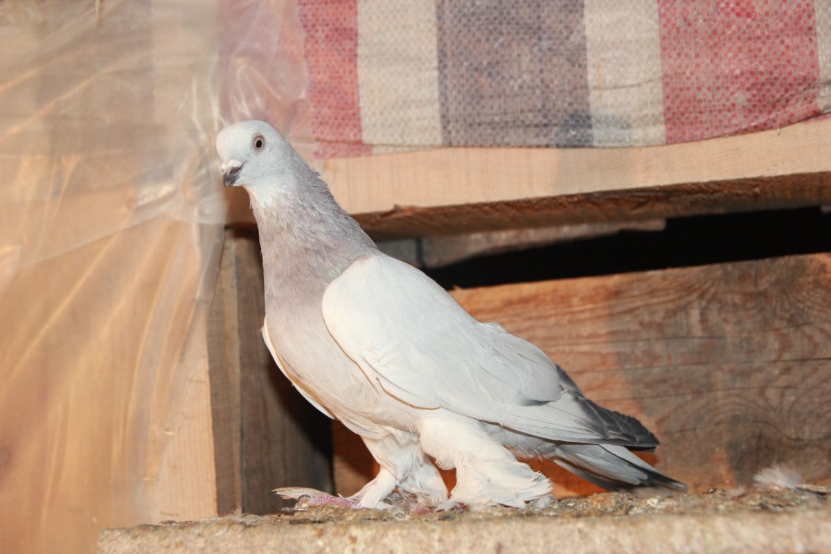 Афганские бойные голуби