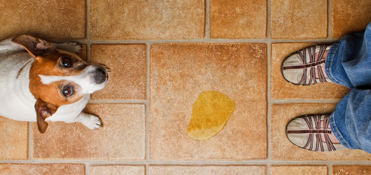 Дом для собаки