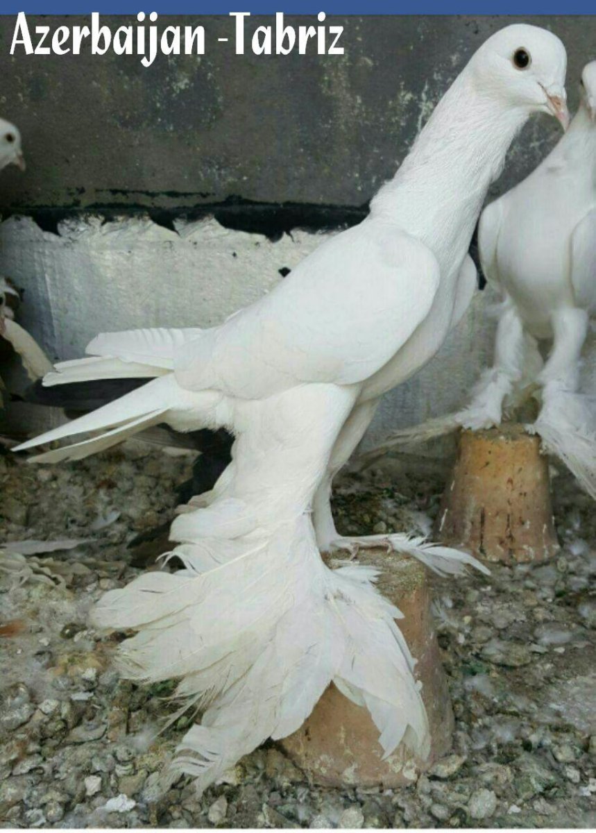 Тегеранские бойные голуби