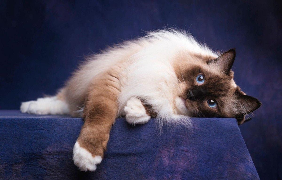 Священная Бирма Лилак Пойнт