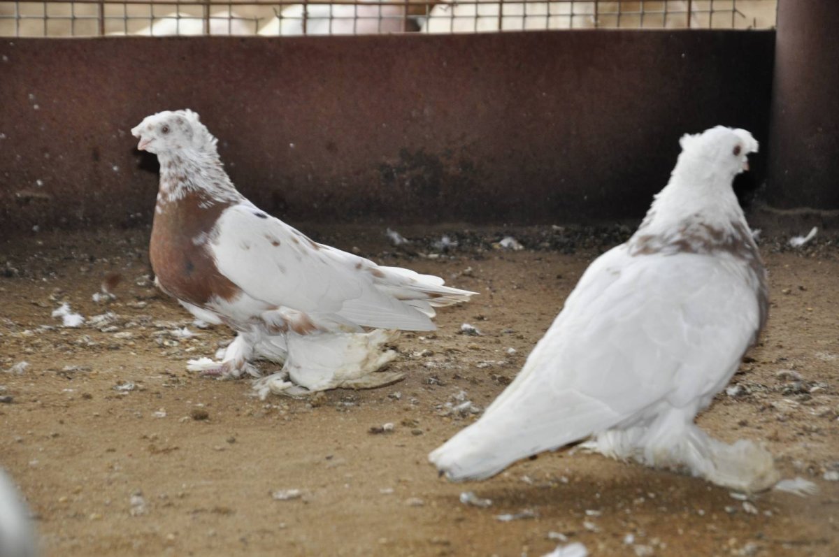 Бойные голуби Чили