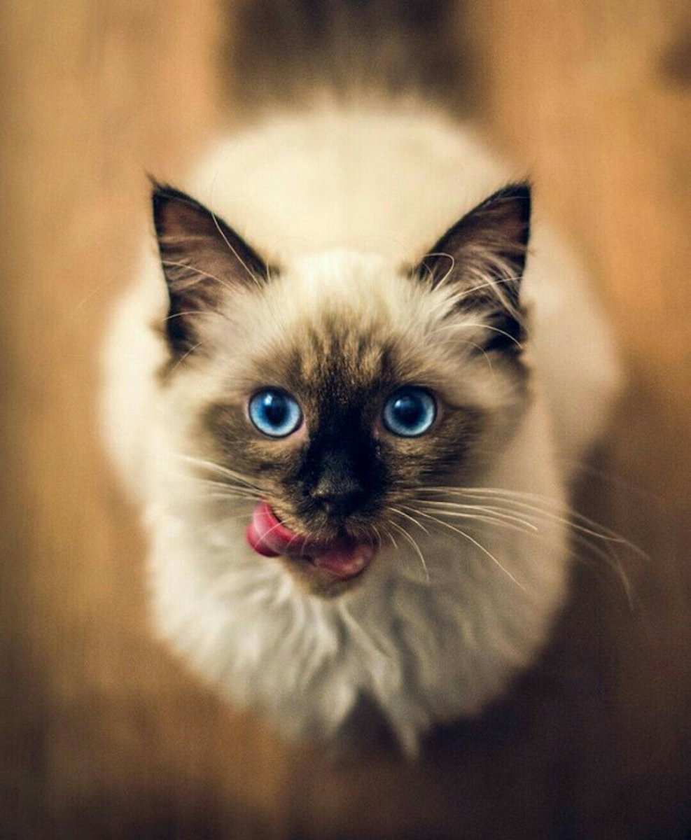 Сиамская пушистая кошка Балинезийская