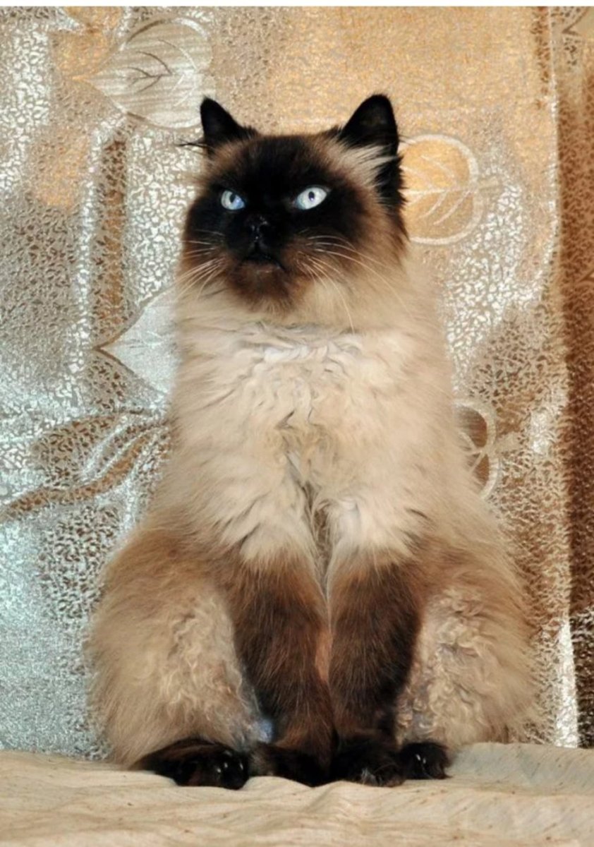 Сиамский кот длинношерстный