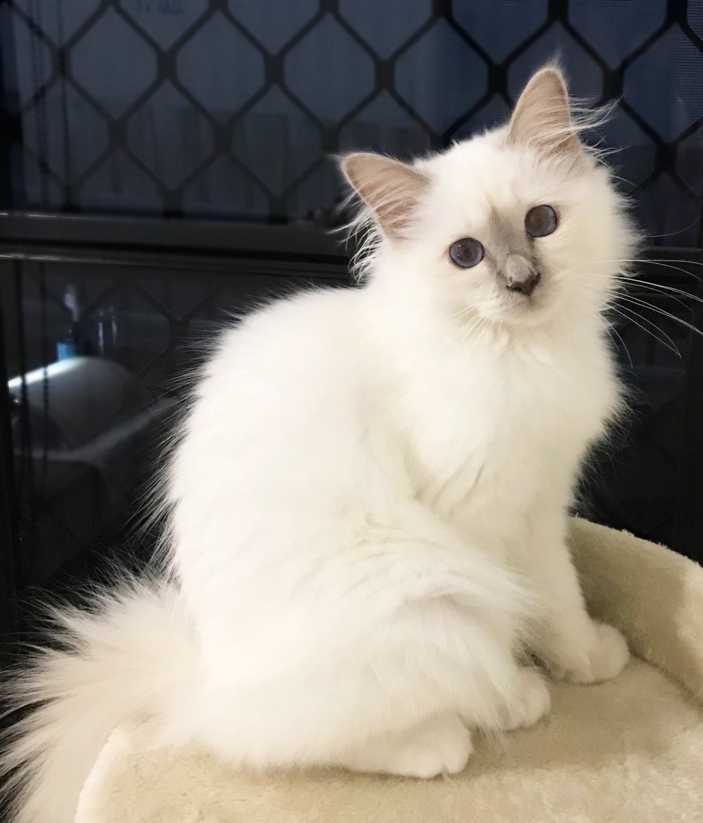 Балинезийская Рэгдолл