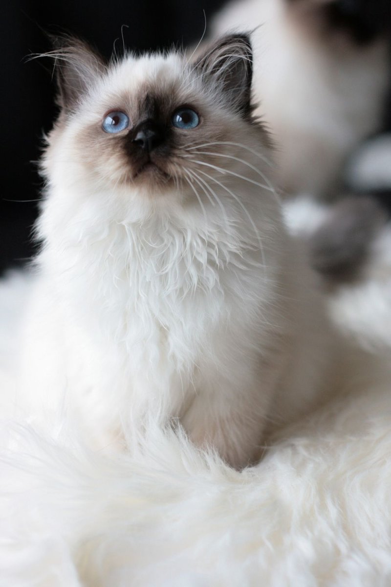 Длинношерстный Рэгдолл