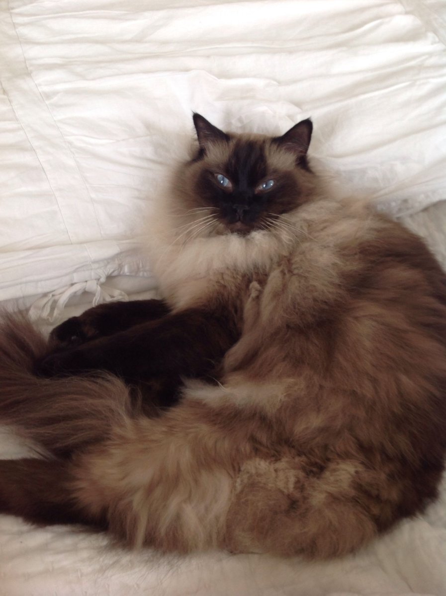 Балинезийская Рэгдолл